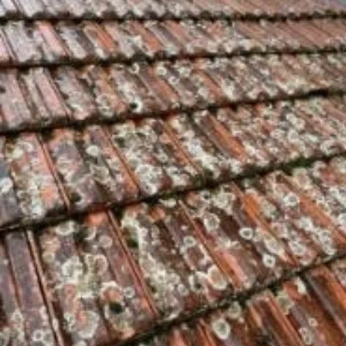 Avant : tuiles couvertes de lichens